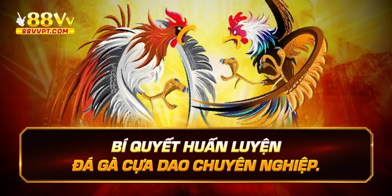 Bí quyết huấn luyện đá gà cựa dao chuyên nghiệp.