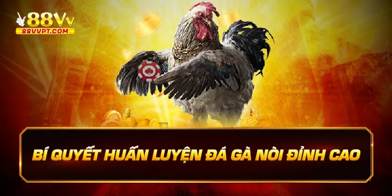 Bí quyết huấn luyện đá gà nòi đỉnh cao.