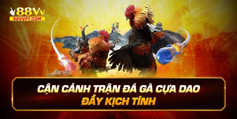 Cận cảnh trận đá gà cựa dao đầy kịch tính