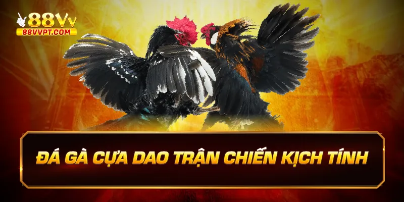 đá gà cựa dao trận chiến kịch tính