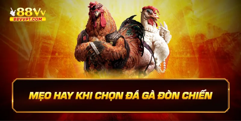 Mẹo hay khi chọn đá gà đòn chiến.