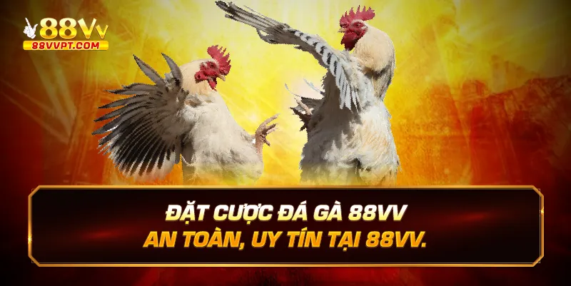 Đặt cược đá gà 88vv an toàn, uy tín tại 88vv.